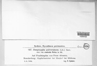 Lachnellula pulverulenta image